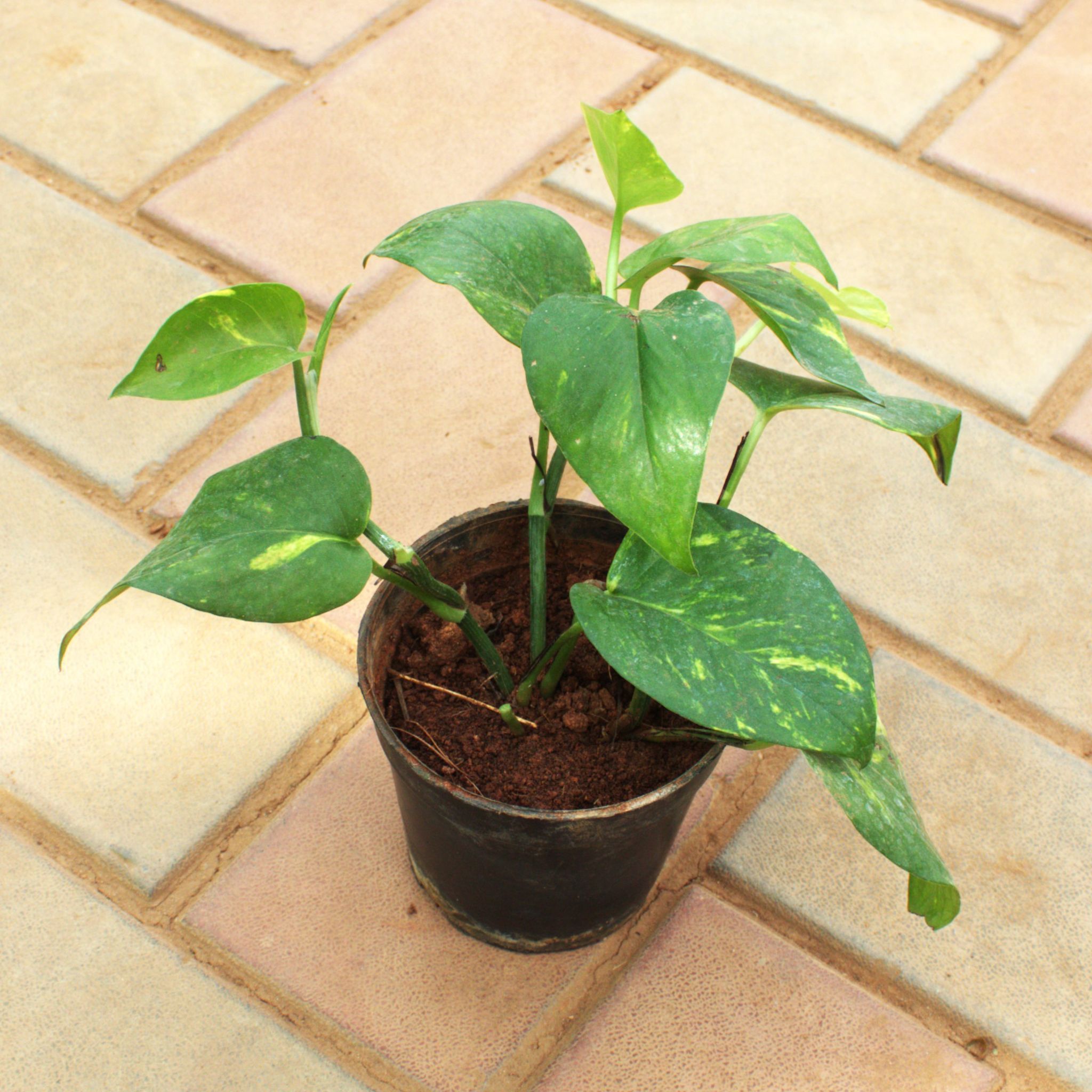 Money Plant Green in 4 Inch Nursery Pot