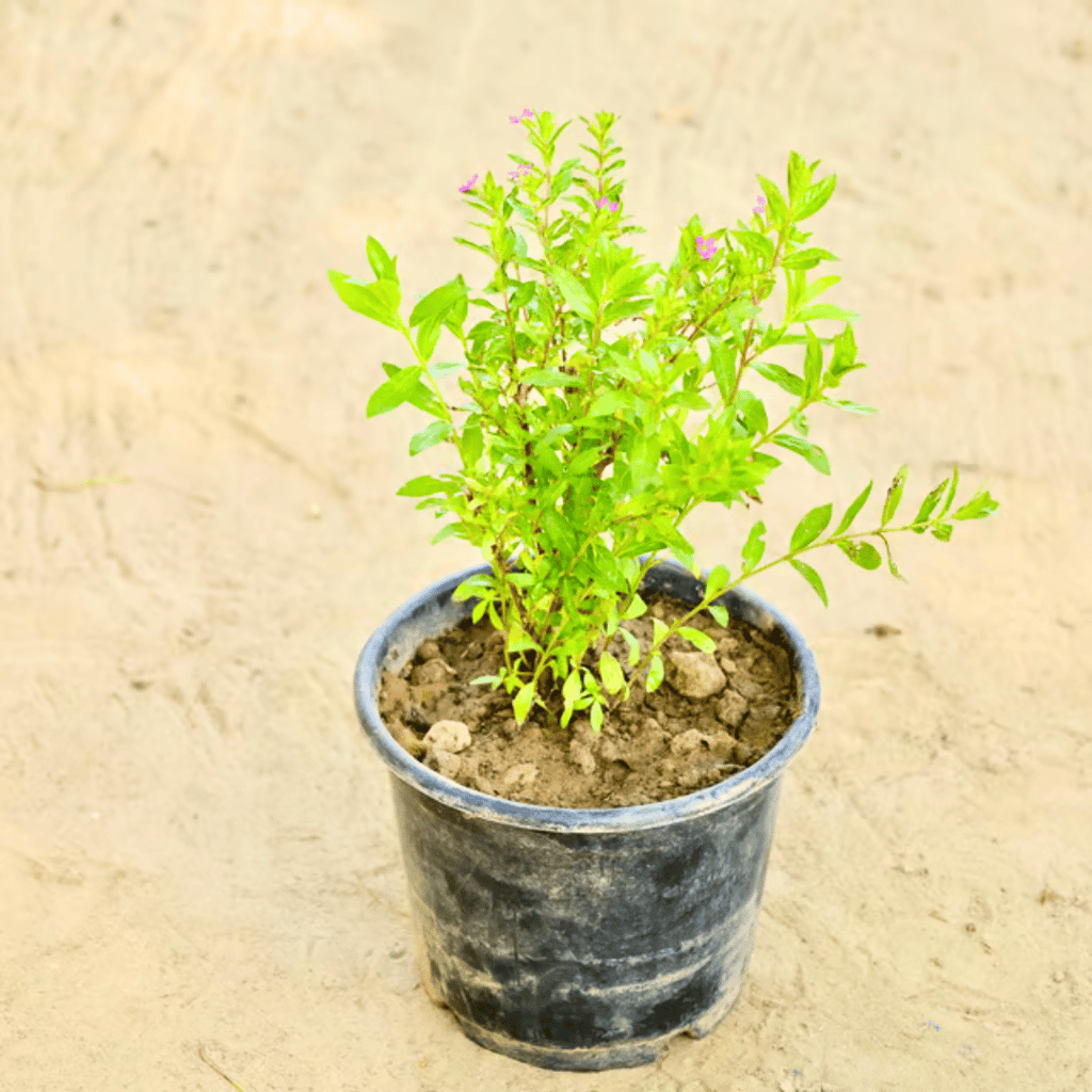 Free Gift - Cuphea in 6 Inch Nursery Pot - Flash Sale Free Gift - Cuphea in 6 Inch Nursery Pot - Flash Sale