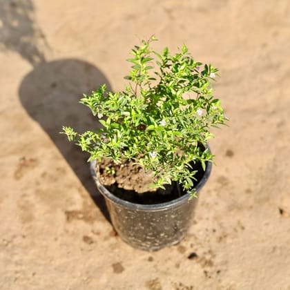Buy Cuphea / False Heather ( Any Colour) in 6 Inch Nursery Pot Online | Urvann.com