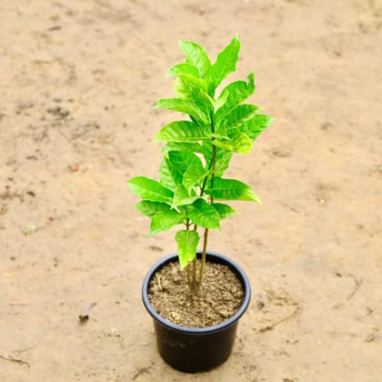 Free Gift - Chandni Double in 6 Inch Nursery Pot - Flash Sale
