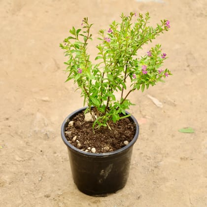 Free Gift - Cuphea (any colour) in 4 Inch Nursery Pot - Flash Sale