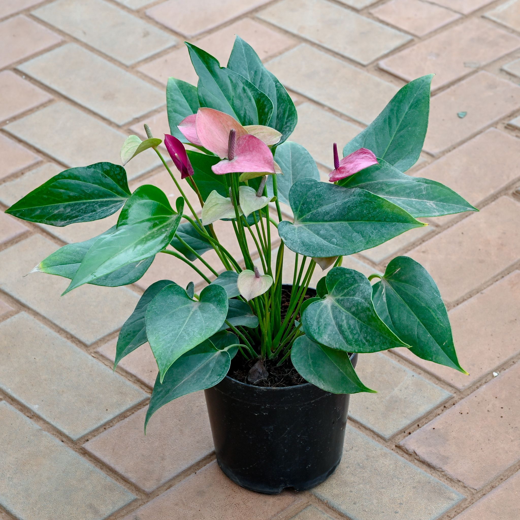 Anthurium Purple in 6 Inch Nursery Pot
