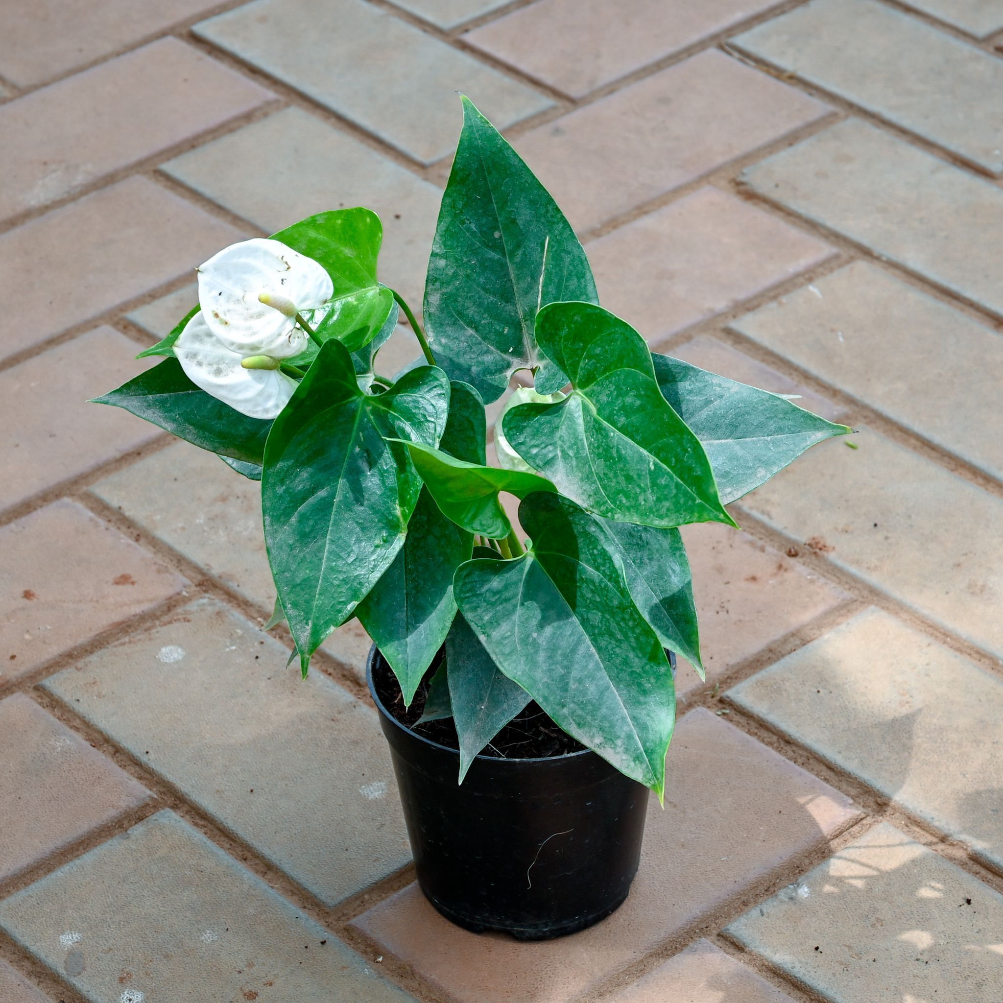 Anthurium White in 5 Inch Nursery Pot