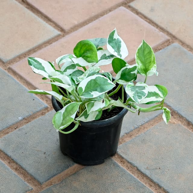 Money Plant N'joy in 4 Inch Nursery Pot