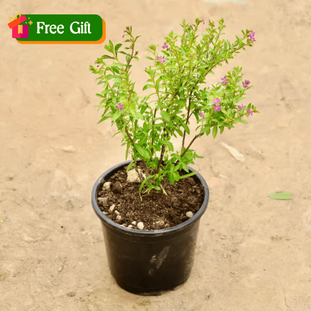 Free Gift - Cuphea (any colour) in 4 Inch Nursery Pot - Flash Sale
