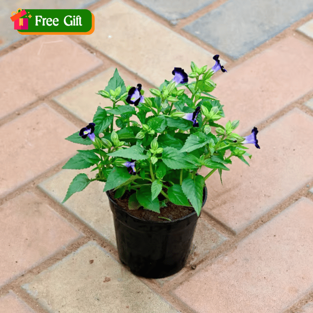 Free Gift - Torenia / Wishbone (any colour) in 4 Inch Nursery Pot - Flash Sale