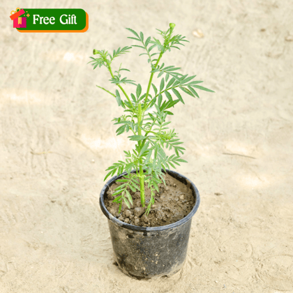 Free Gift - Marigold in 4 Inch Nursery Pot - Flash Sale