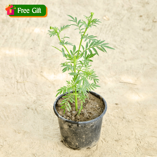 Free Gift - Marigold in 4 Inch Nursery Pot - Flash Sale