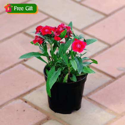 Free Gift - Dianthus (Any Colour) in 4 Inch Nursery Pot - Flash Sale