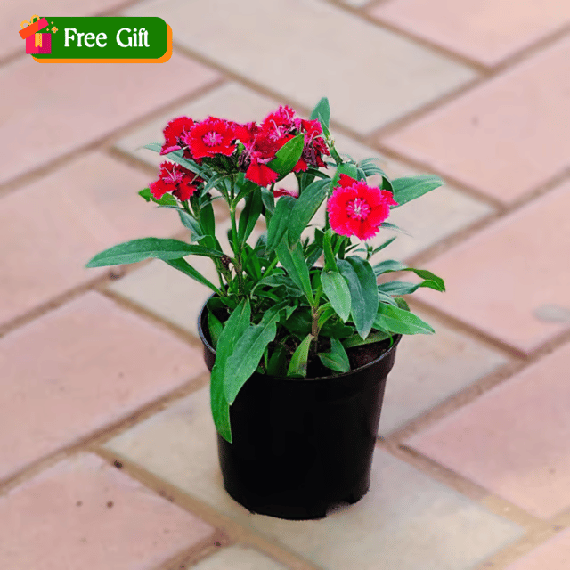 Free Gift - Dianthus (Any Colour) in 4 Inch Nursery Pot - Flash Sale