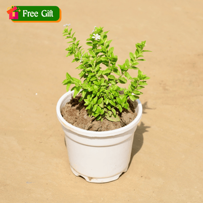 Free Gift - Cuphea / False Heather Pink in 4 Inch White Nursery Pot - Flash Sale