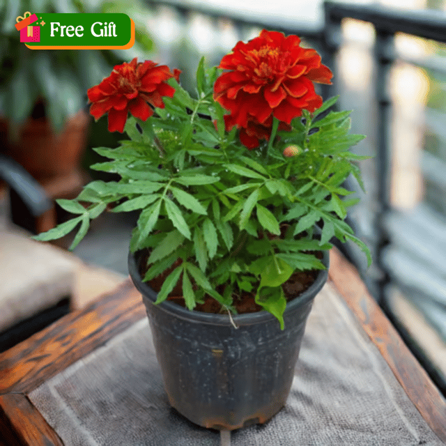 Free Gift - Marigold / Genda (any colour) in 4 Inch Nursery Pot - Flash Sale