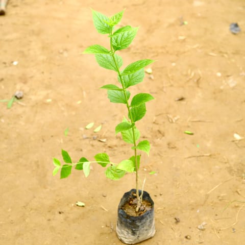 Harsingar / Parijat ~ 3 ft in 6 Inch Nursery bag