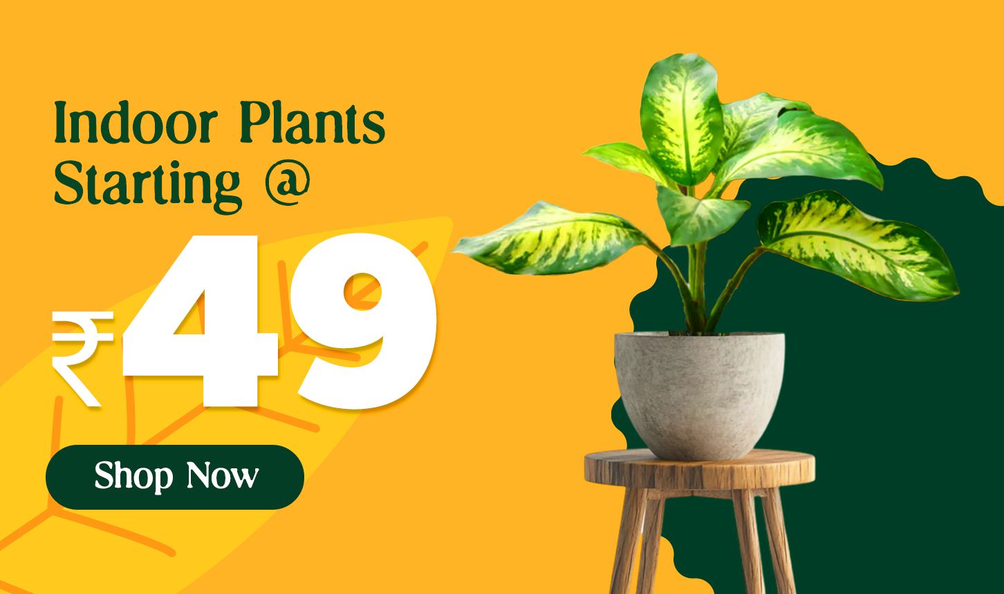 Indoor Plants