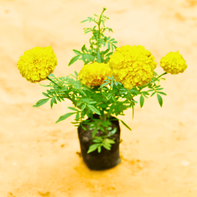 Marigold French / Genda Jafri in 4 Inch Nursery Bag