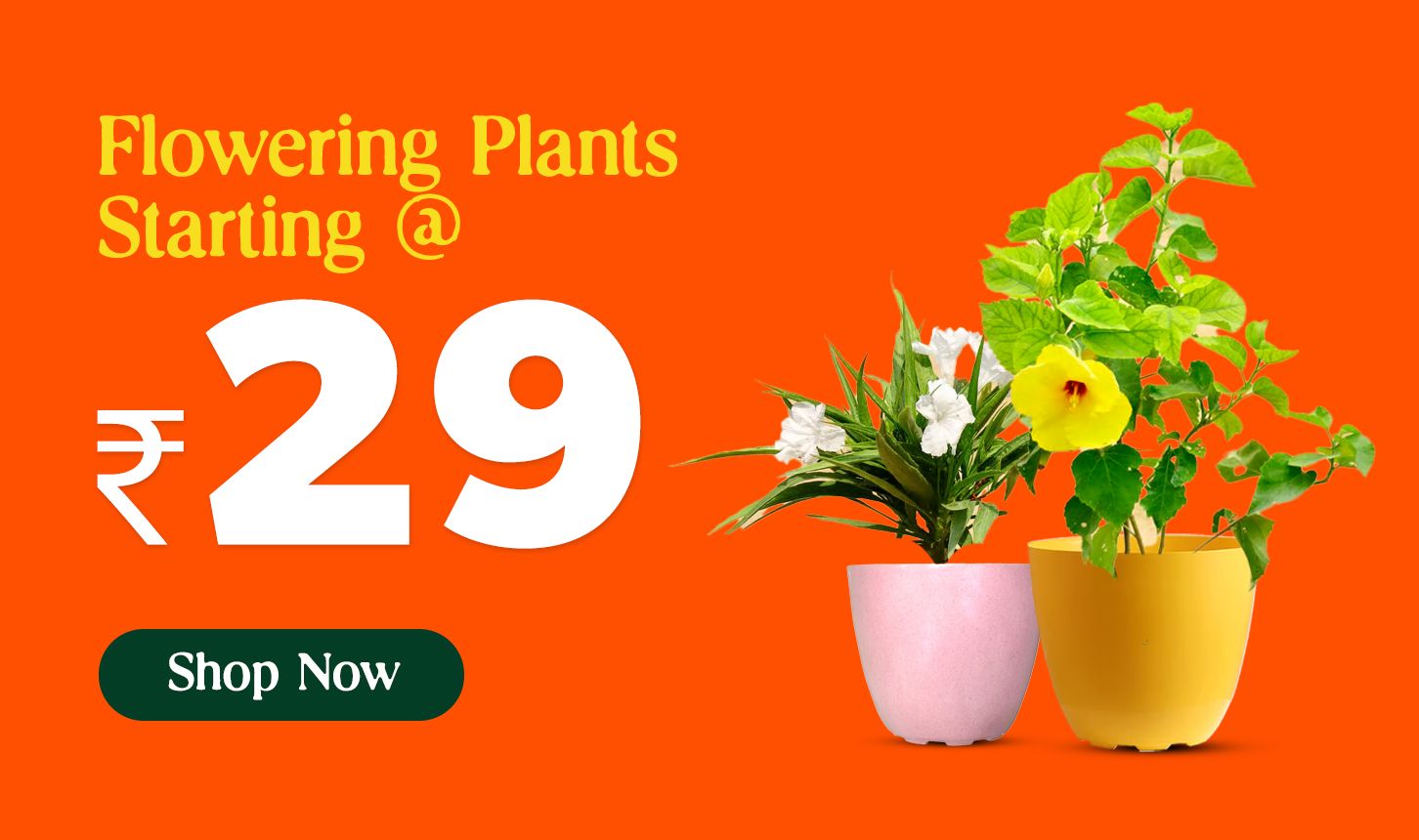 Flowering Plants