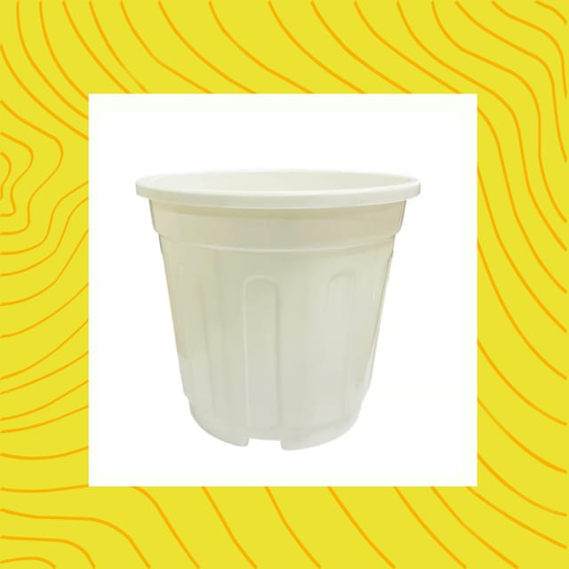 Free Gift - 6 Inch White Super Nursery Pot - Flash Sale
