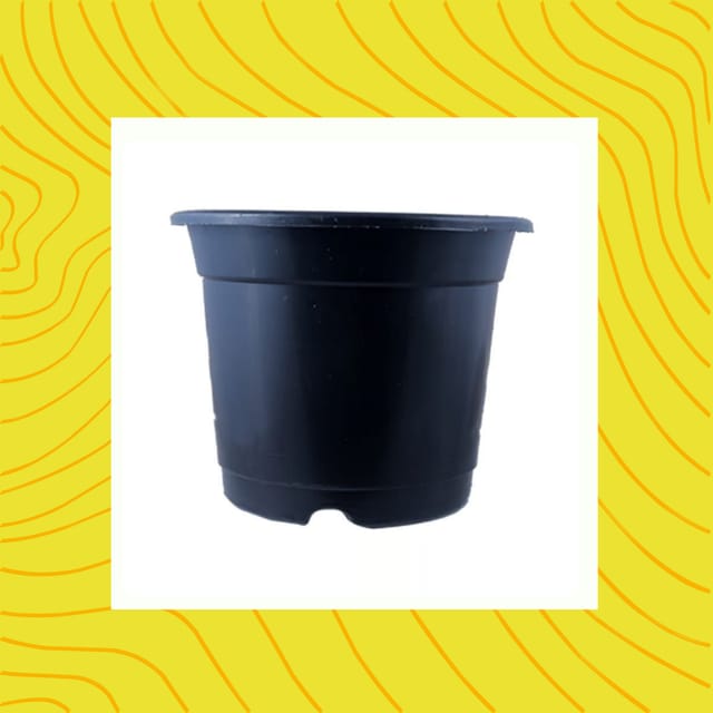 Free Gift - 4 Inch Black Nursery Pot - Flash Sale