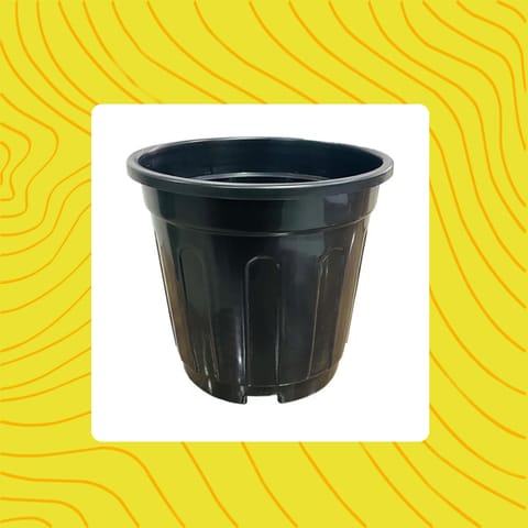 Free Gift - 6 Inch Black Super Nursery Pot - Flash Sale