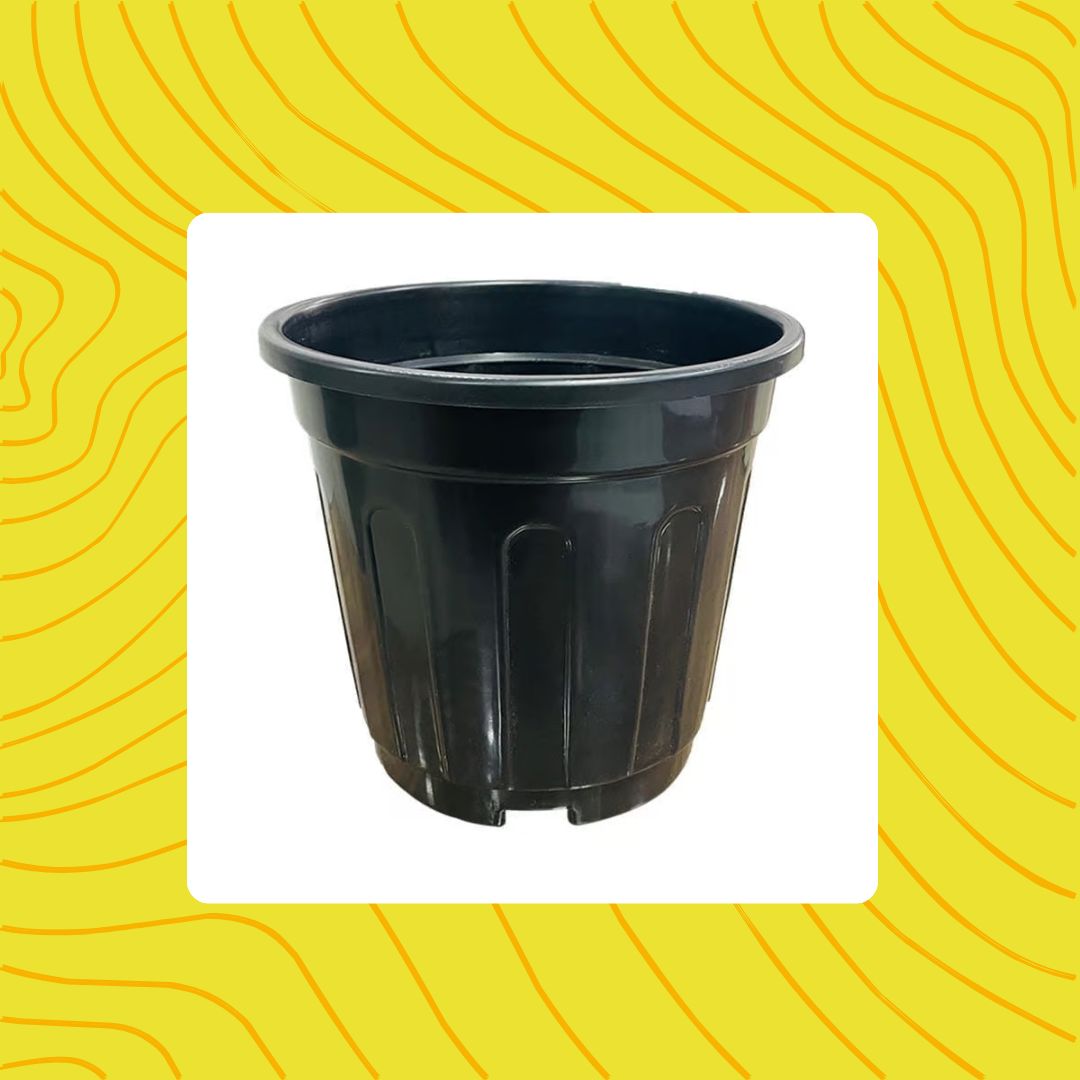 Free Gift - 6 Inch Black Super Nursery Pot - Flash Sale