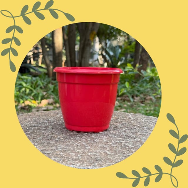 Free Gift - 3 Inch Ruby Red Elora Premium Plastic Planter - Flash Sale