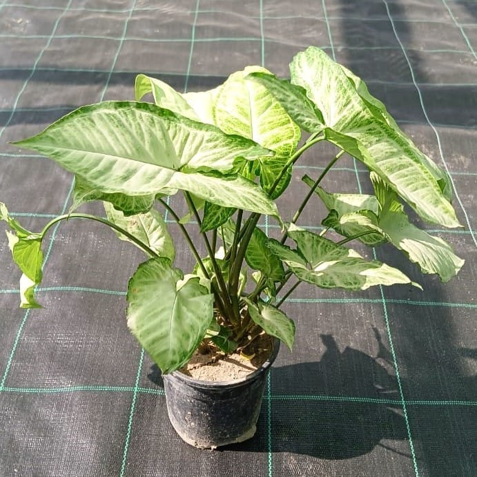 Air Purifying Syngonium Green in 4 Inch Nursery Pot