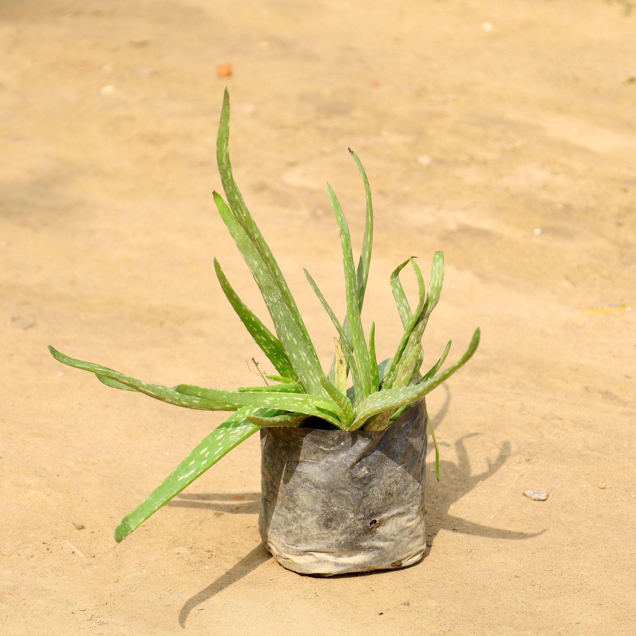 Aloe Vera in 4 Inch Nursery Bag