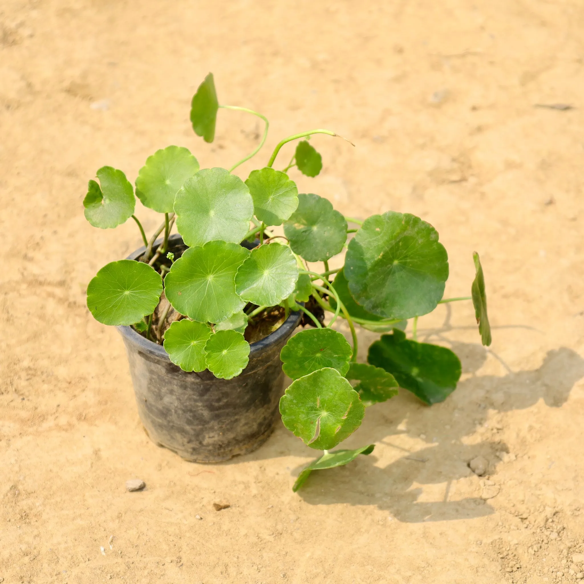 Brahmi Dollar / Pennywort / Pilea in 4 Inch Nursery Pot