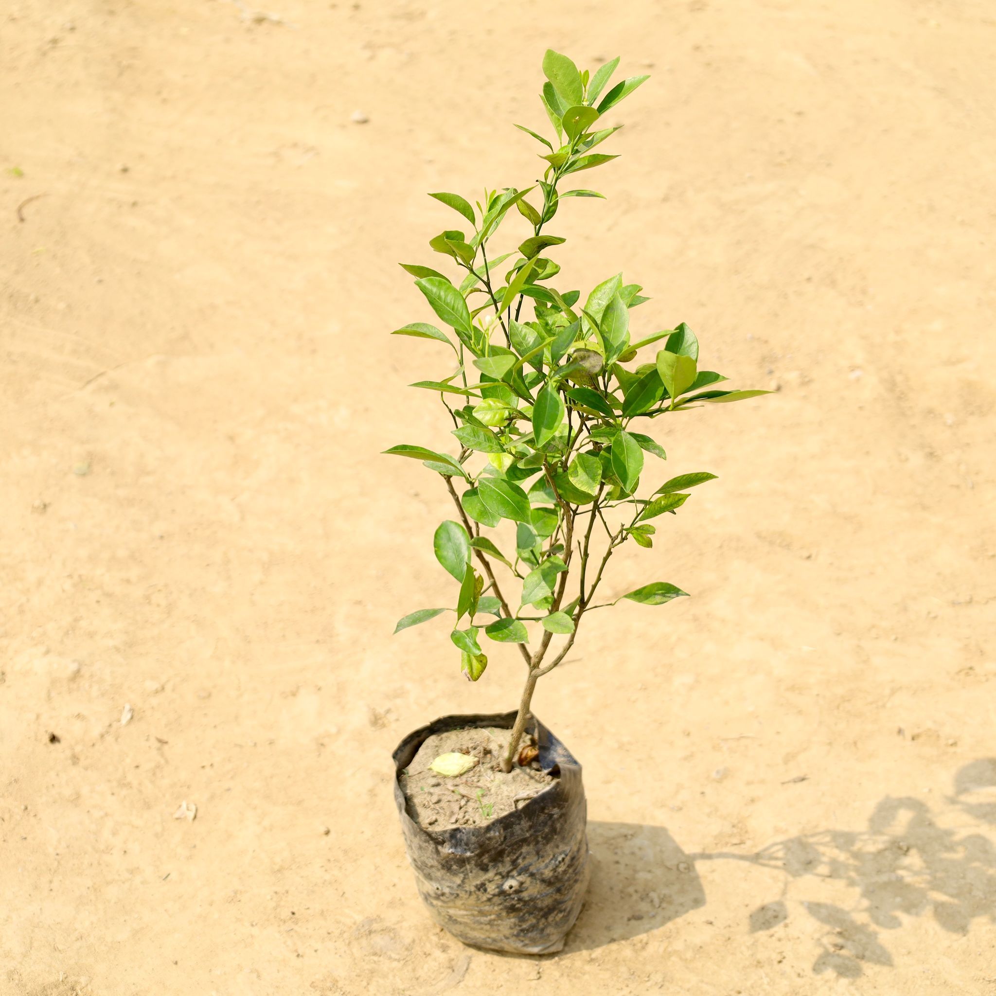 Nimbu / Lemon Plant in 8 Inch Nursery Bag