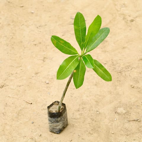 Champa / Plumeria in 6 Inch Nursery Bag