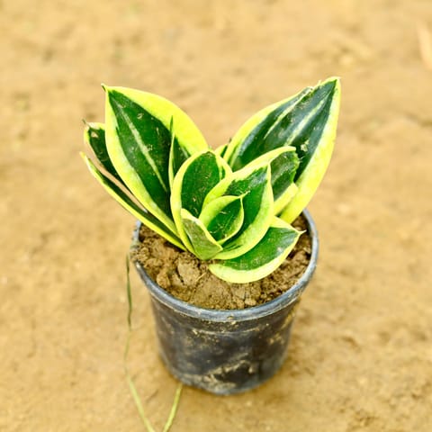 Snake Dwarf Yellow in 4 Inch Nursery Pot