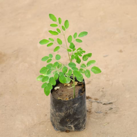 Drumstick / Paijon/ Moringa / Sehjan in 5 Inch Nursery Bag