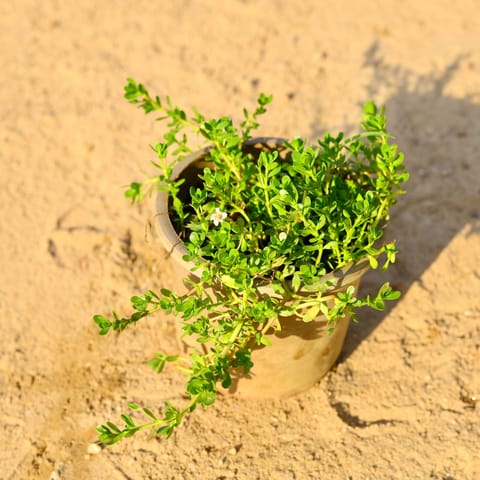 Brahmi Dollar / Pennywort / Pilea in 5 Inch Nursery Pot