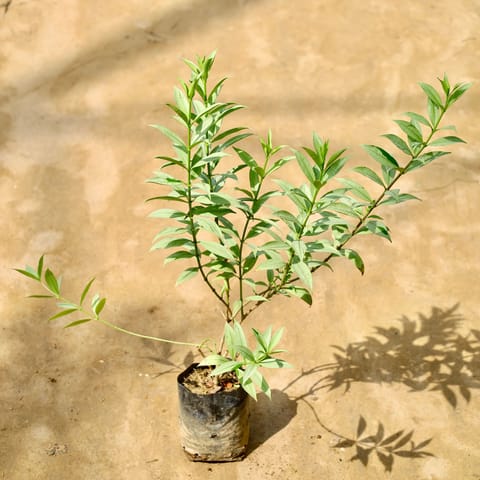 Allamanda purple in 6 inch Nursery Bag