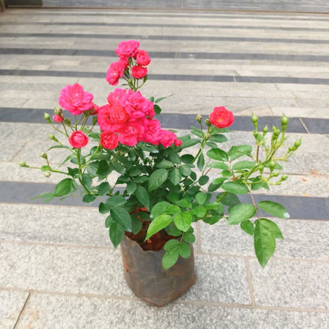 Rose Pink in 6 Inch Nursery Bag