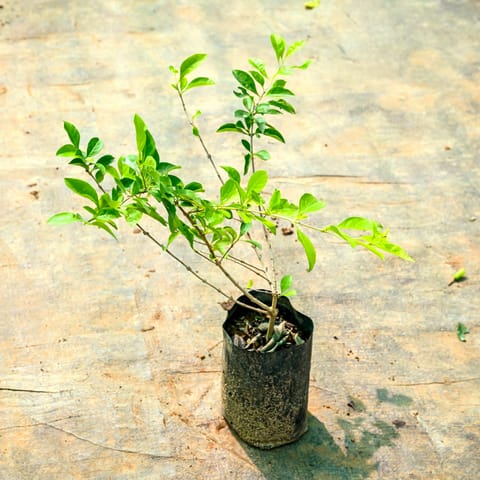 Golden Duranta in 3 Inch Nursery Bag
