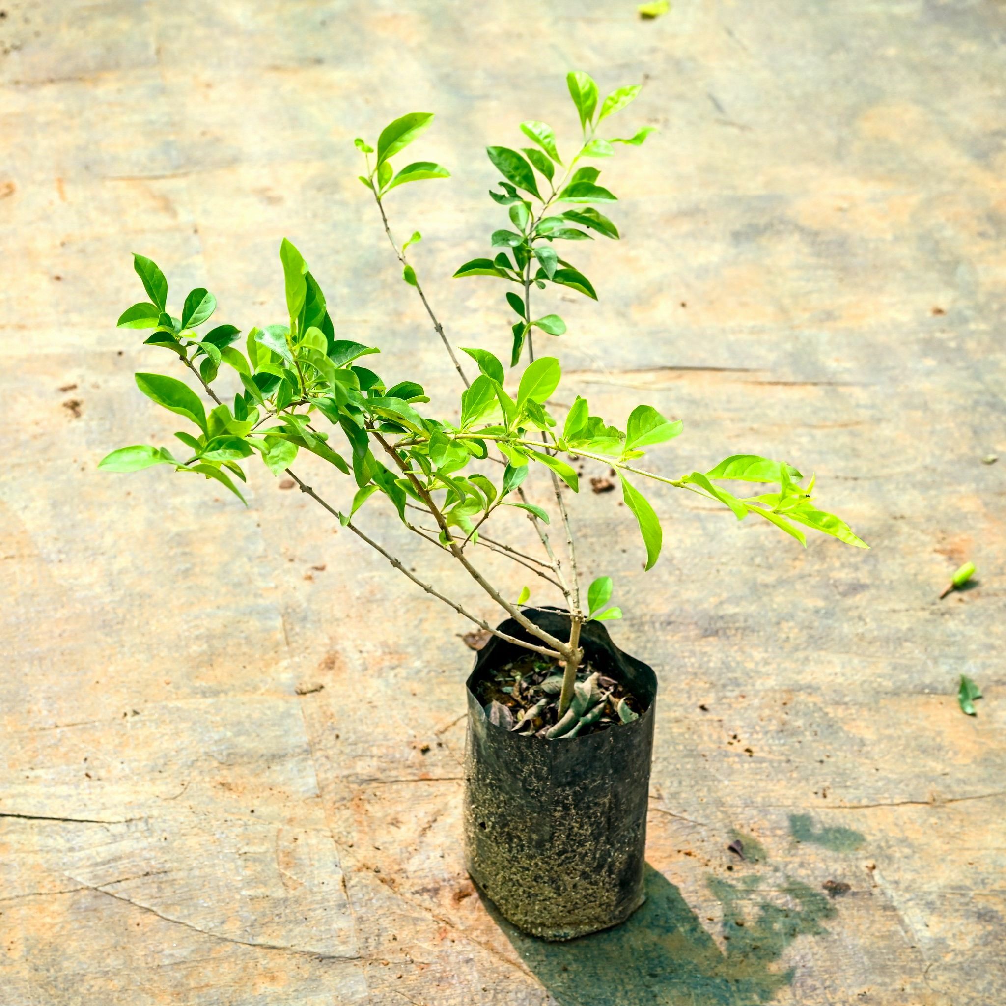 Golden Duranta in 3 Inch Nursery Bag