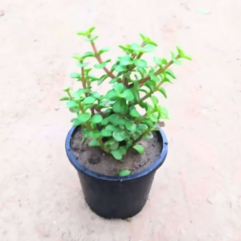 Jade Plant in 4 Inch Nursery Pot