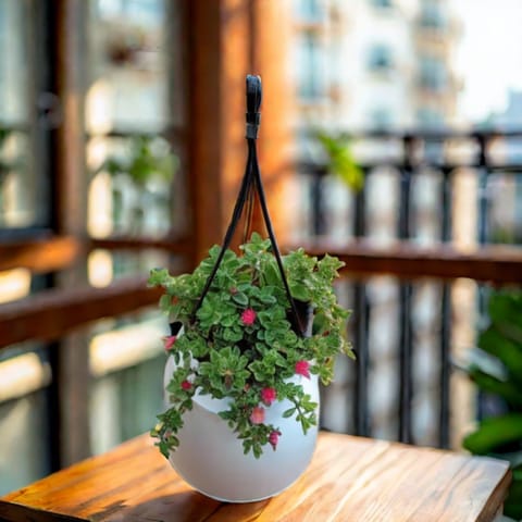 China Portulaca Moss Rose (Any Colour) in 5 Inch Hanging Basket