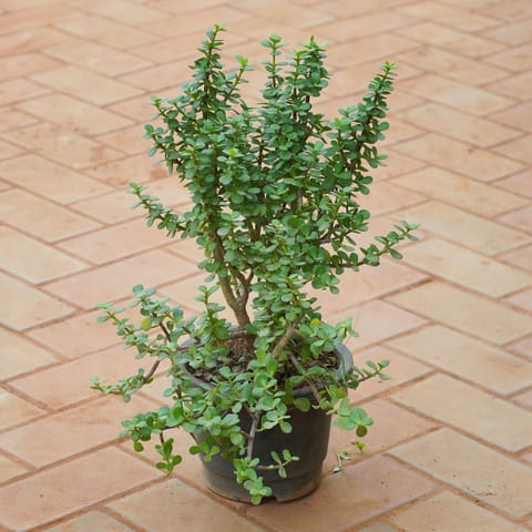 Jade in 8 Inch Nursery Pot