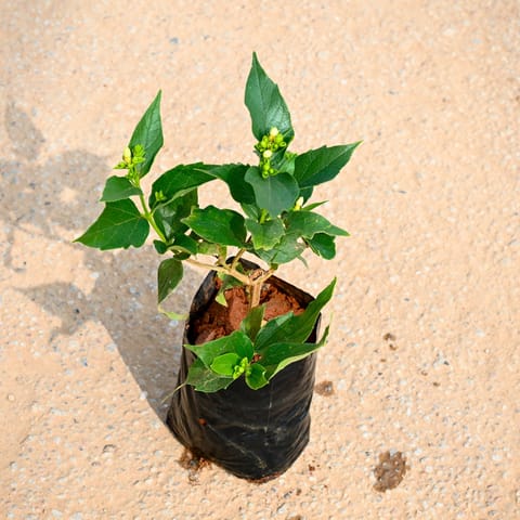 Harsingar / Parijaat (Any Colour) in 4 Inch Nursery bag