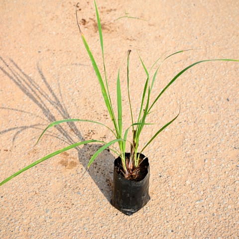 Lemongrass in 4 Inch Nursery bag