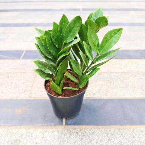 Zz Green (~ 1 Ft) in 4 Inch Nursery Pot