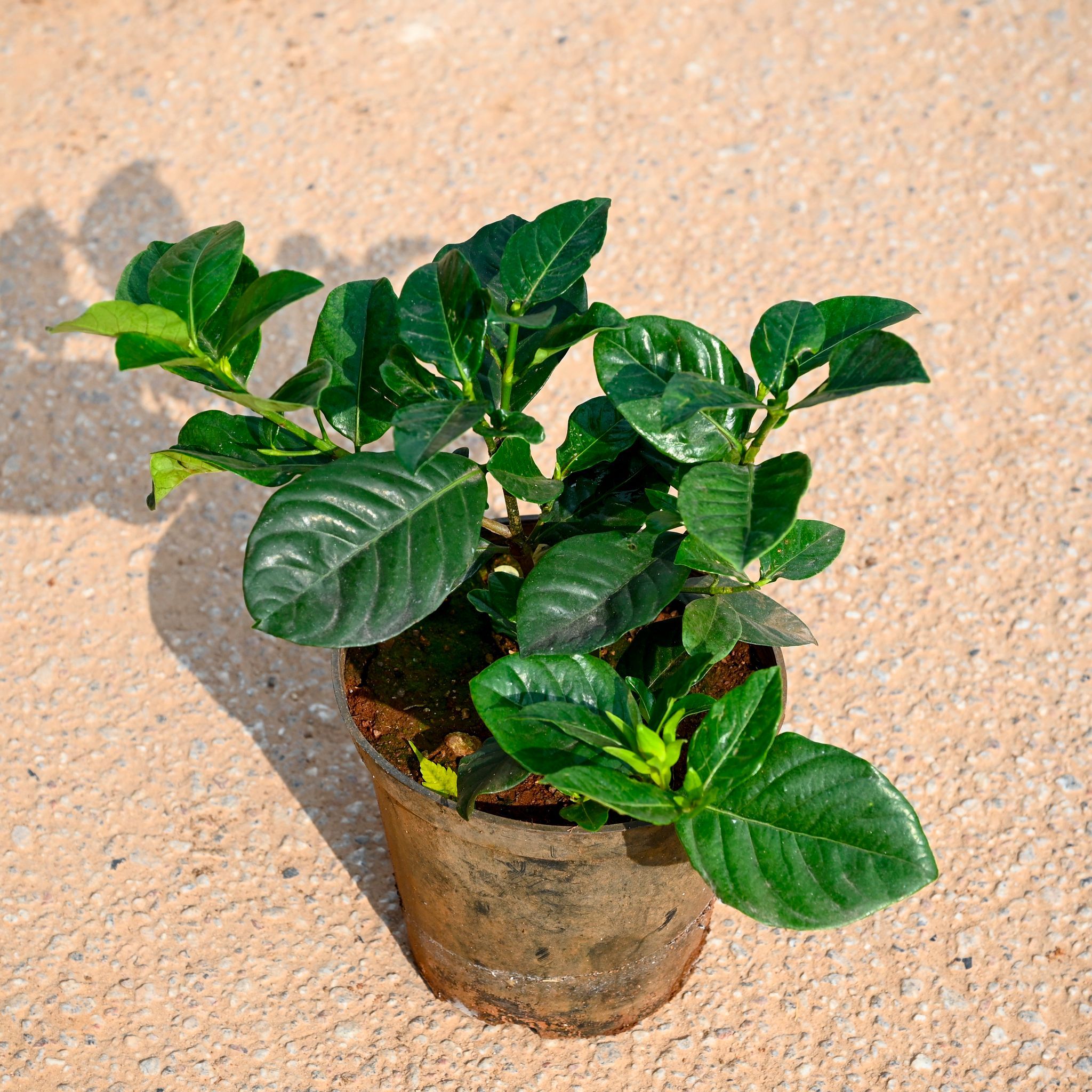 Gardenia / Gandhraaj (any colour) in 5 Inch Nursery Pot