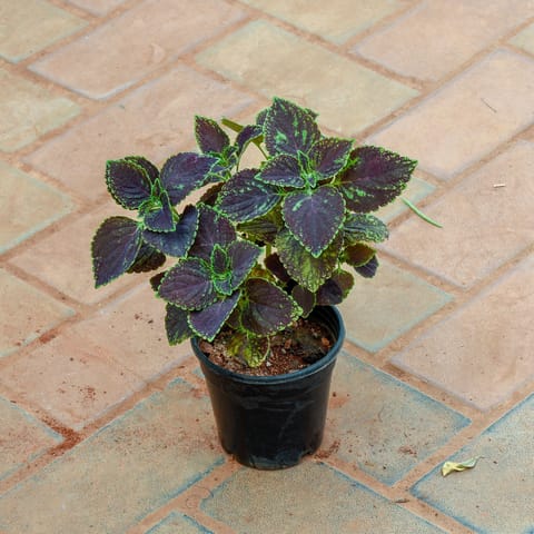 Coleus Black (any design) in 4 Inch Nursery Pot