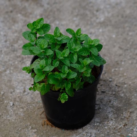 Mint in 5 Inch Nursery Pot