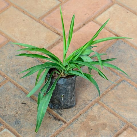Free Gift - Spider Green in 3 Inch Nursery Bag - Flash Sale