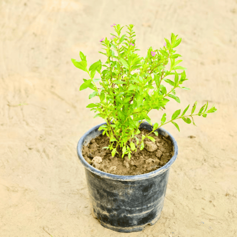 Cuphea in 6 Inch Nursery Pot