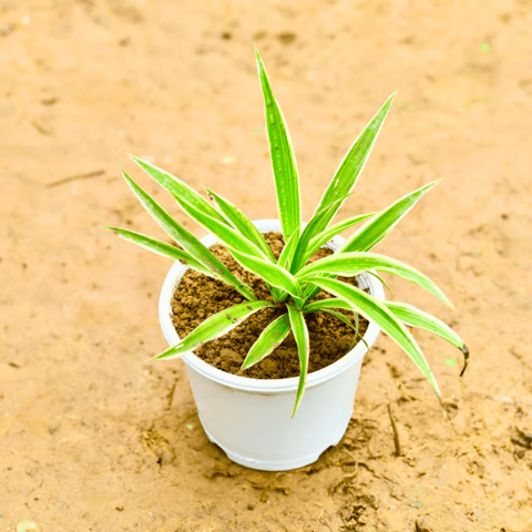 Spider Plant in 4 Inch Nursery Pot