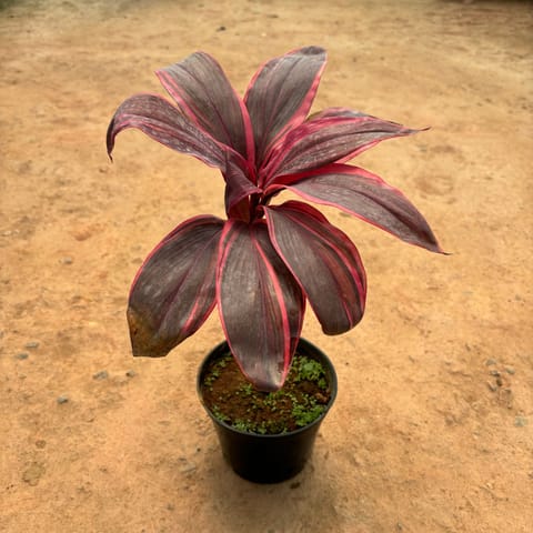 Dracaena Cordyline in 6 Inch Nursery Pot